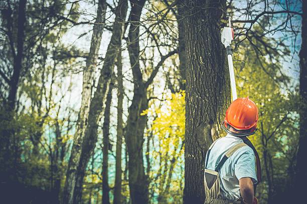 Port Vue, PA Tree Care Company